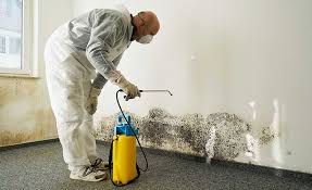  Rochester, IL Mold Removal & Remediation Pros